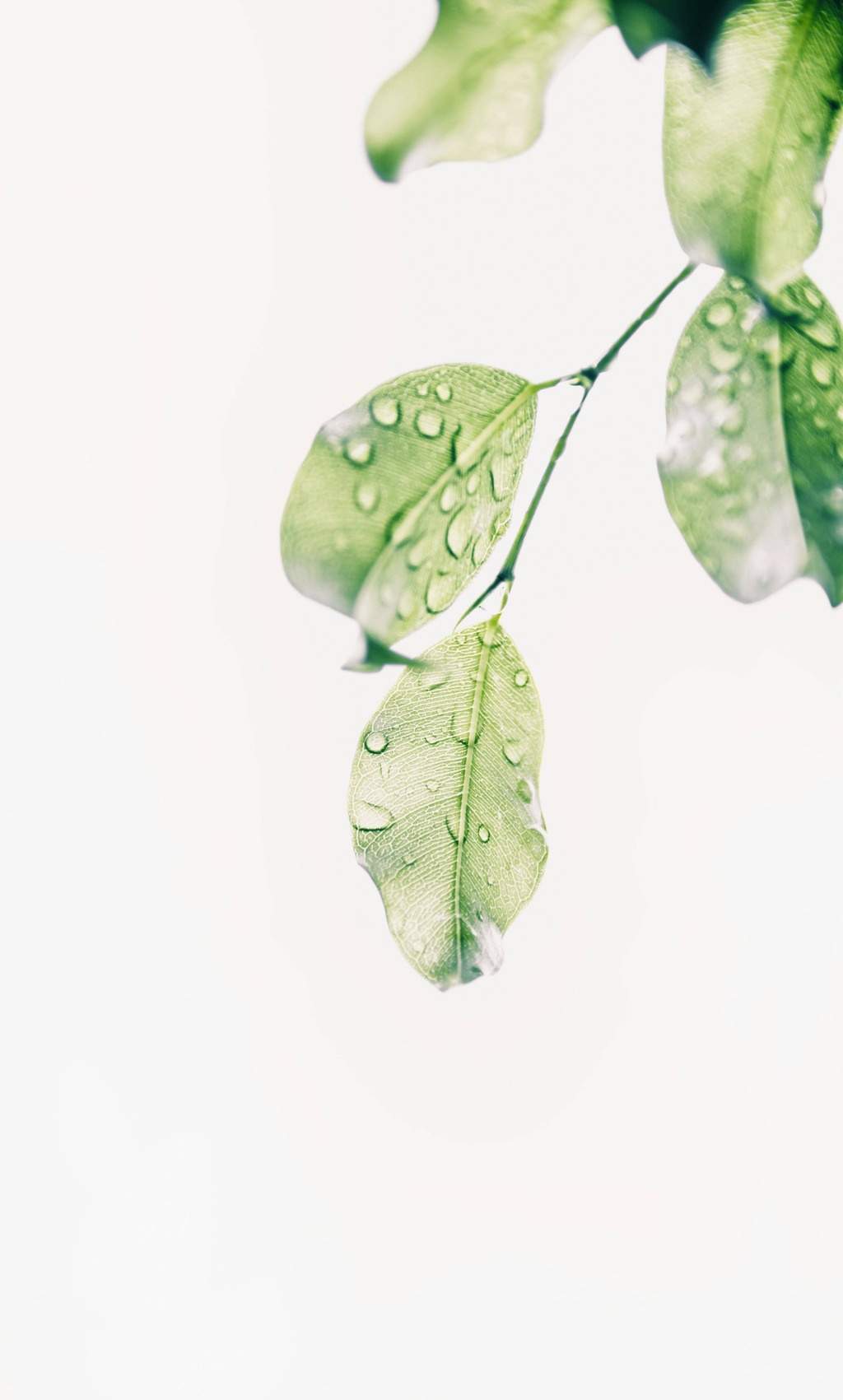 gouttes d'eau sur une feuille d'arbre dans un jardin thérapeutique au pays basque.