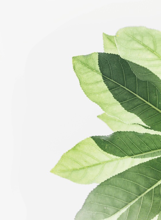 Détail d'une feuille d'arbre dans un jardin d'hortithérapie